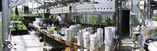 thumb_greenhouse_north.jpg (7182 bytes)