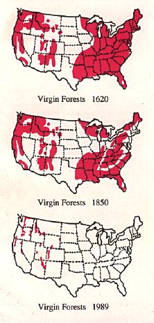 STOP CUTTING DOWN THE FOREST