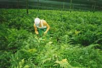 Fern plantation in Costa Rica
