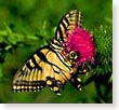 Swallowtail butterfly