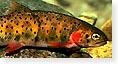 Westslope cutthroat trout