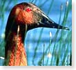 Male canvasback duck